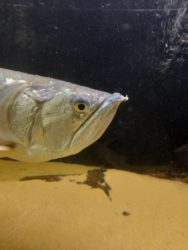 Silver Arowana Behavior and Temperament