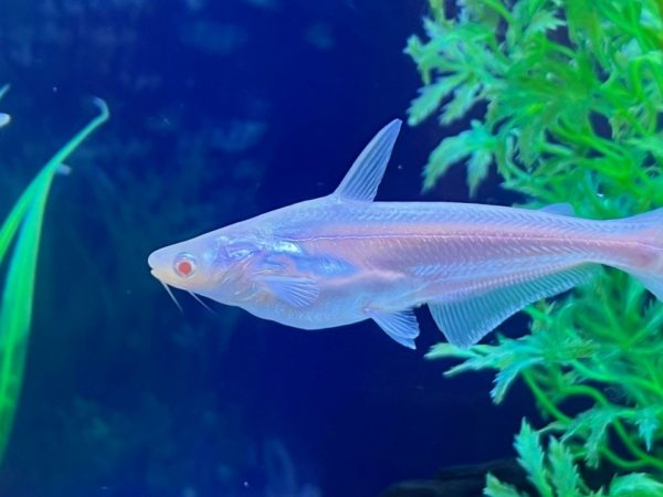 Silver colored Iridescent Shark