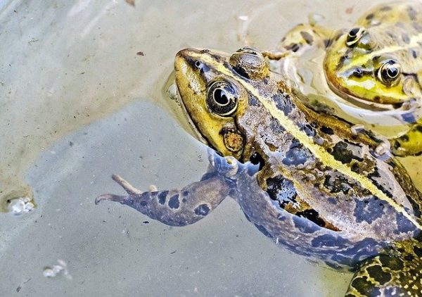 Can Frogs and Turtles Live Together in A Pond