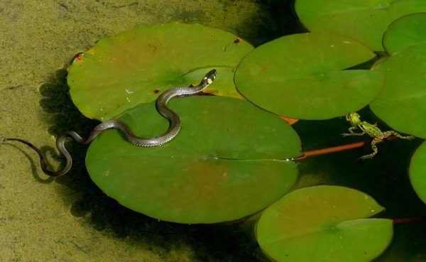 Water Snakes