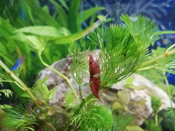 Cherry Shrimp Breeding