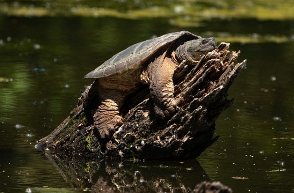 Turtles that Can Jump - Snapping turtles