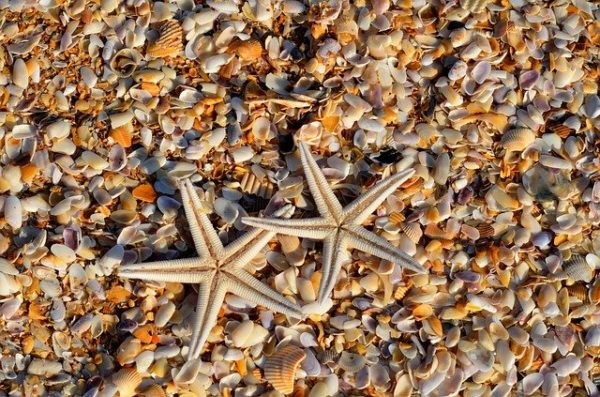 Star Polyps