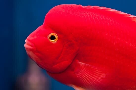 What Are Red Terror Cichlids