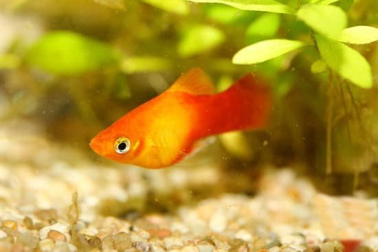 Gold Red Platy Fish