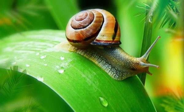 How Do Snails Sleep