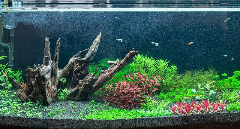 Garden soil substrate aquascape- Plant/Improvement suggestions