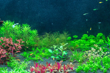 Why add potted plants to your aquarium