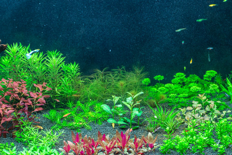 adding-potted-plants-to-your-aquarium-and-how-to-grow-them-the