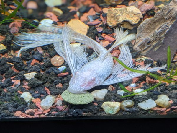 Albino Bristlenose Pleco Behavior and Temperament 