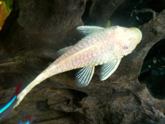 Albino Bristlenose Pleco - Complete Guide To Care, Breeding, Tank Size ...