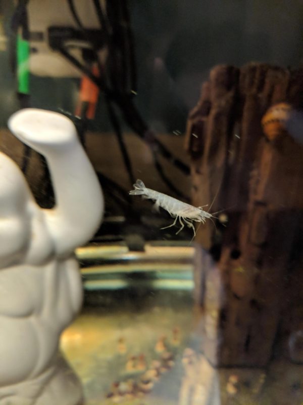 Amano Shrimp Tank Mates