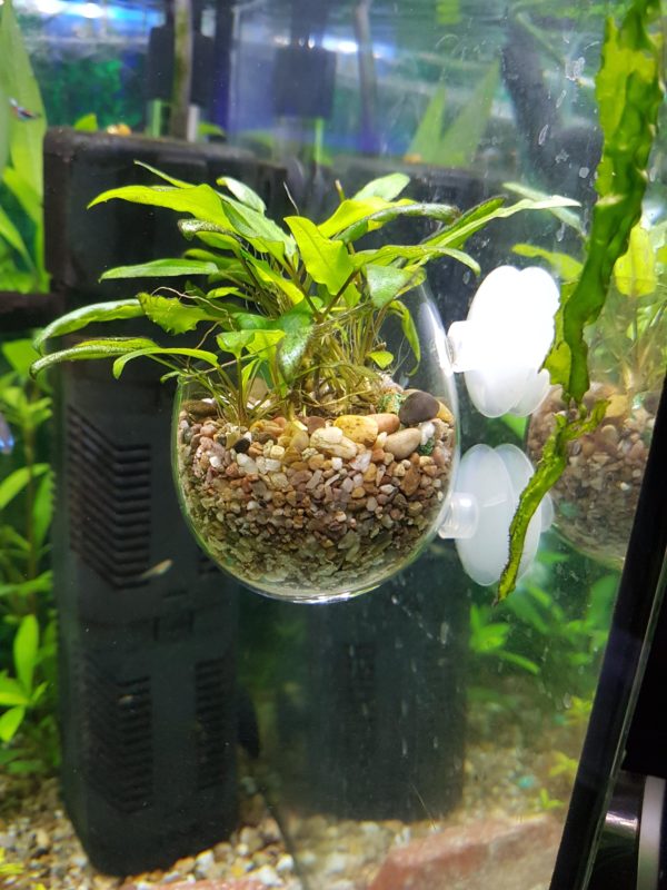 Aquarium Plants in Aquarium Pot