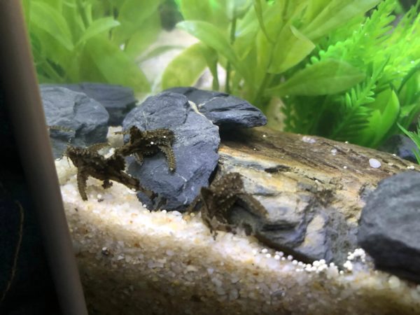 Asian Stone Catfish Care And Tank Conditions