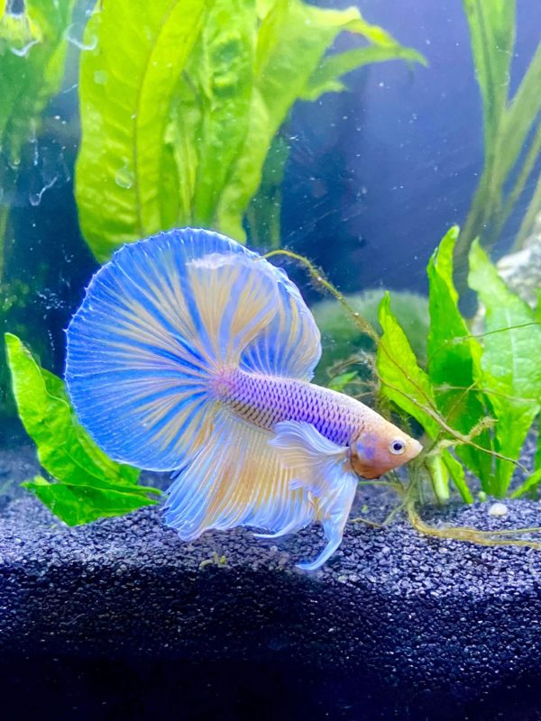 Elephant Ear Betta