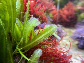 Best Colorful Aquarium Plants for Your Tank