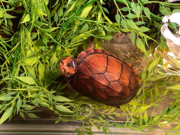Best Plants for Mud Turtle