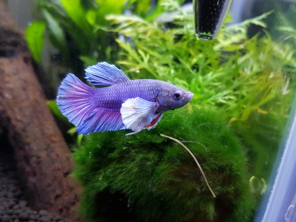 Betta Fish Care And Tank Conditions