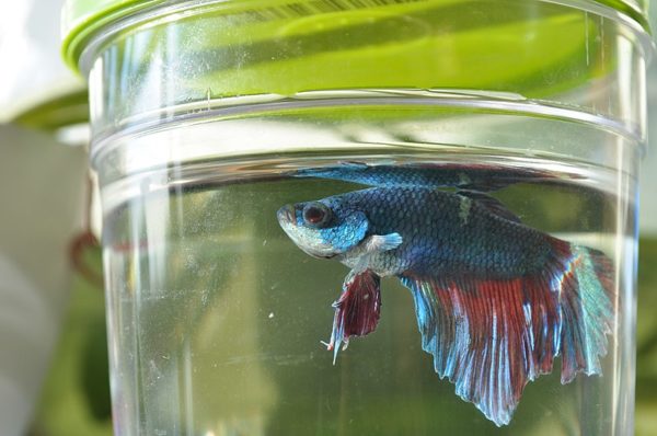 Reason Why Is Your Betta Fish Losing Color