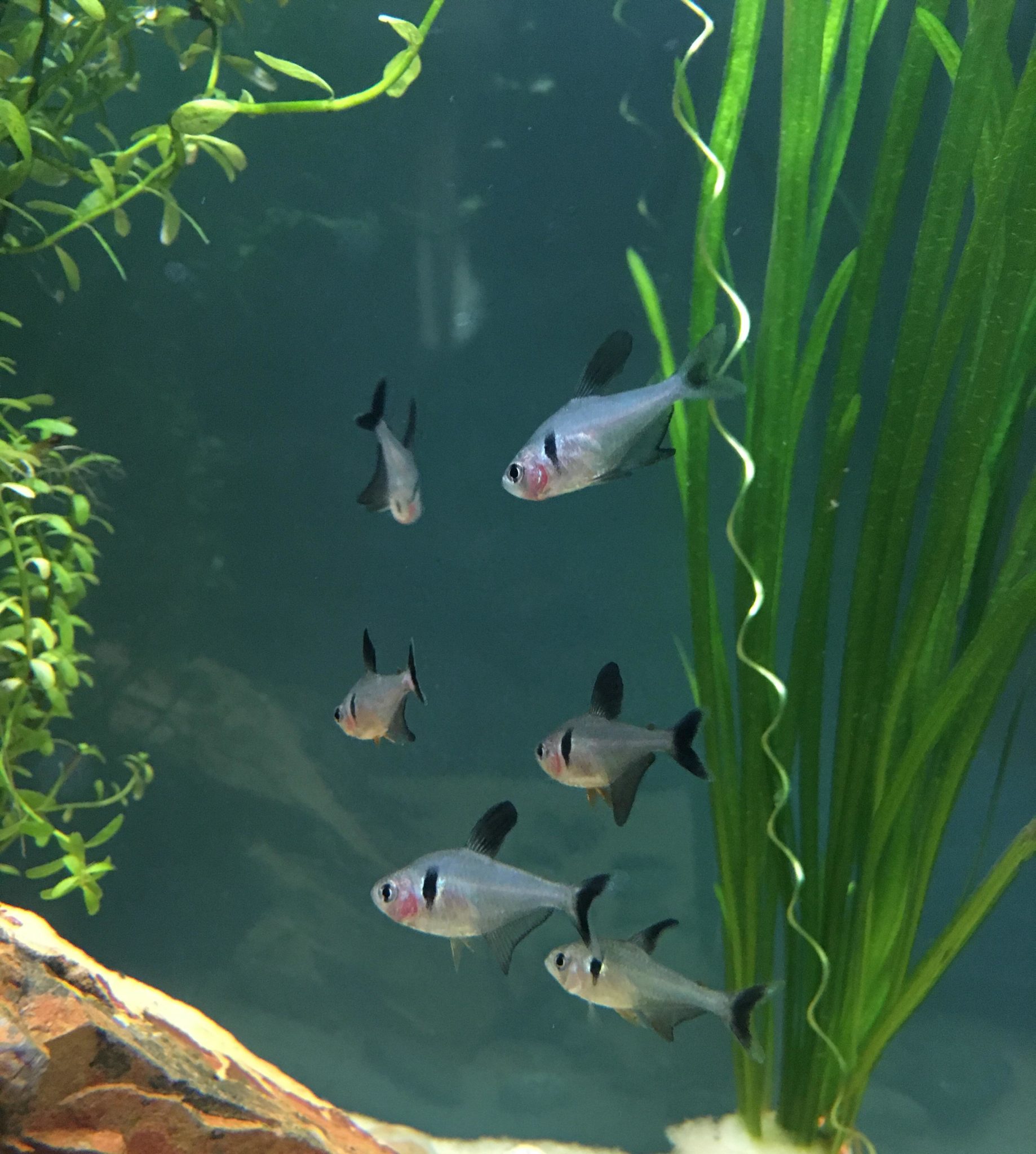 Black Phantom Tetra 101: Breeding Guide, Care, & Disease