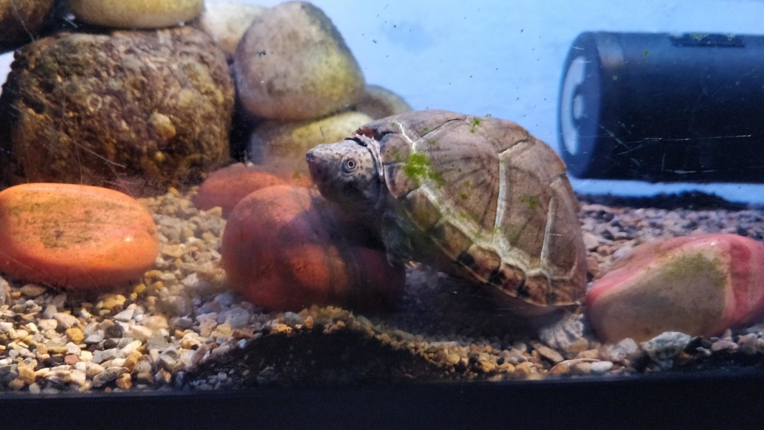 Mud Turtle Care 101: Complete Guide to Tank Size, Breeding, and Disease ...