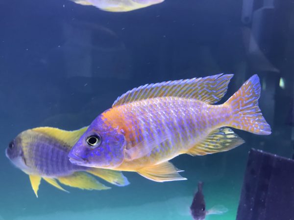 Breeding Peacock Cichlids