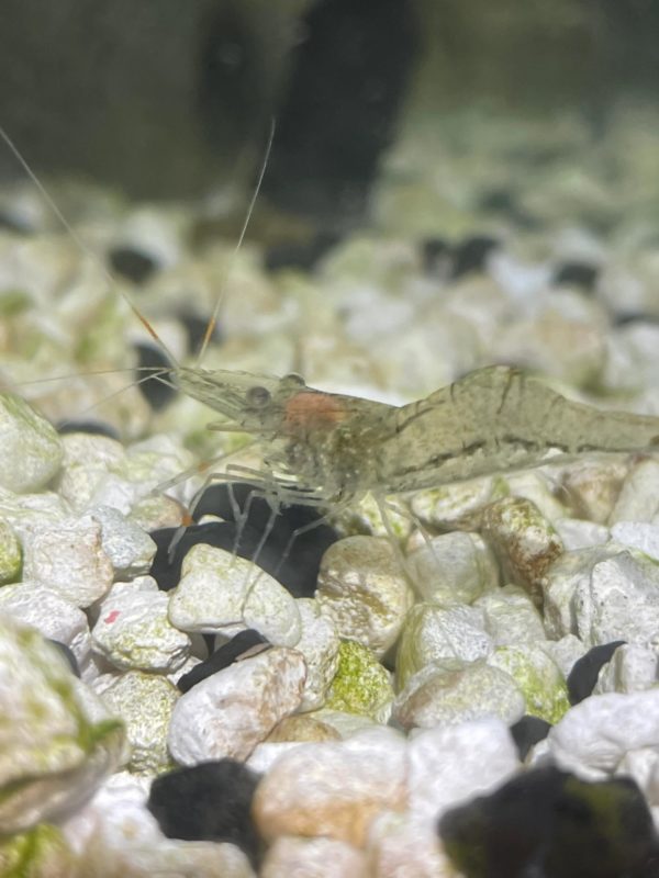 Breeding Whisker Shrimp