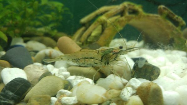 Breeding of Amano Shrimp 