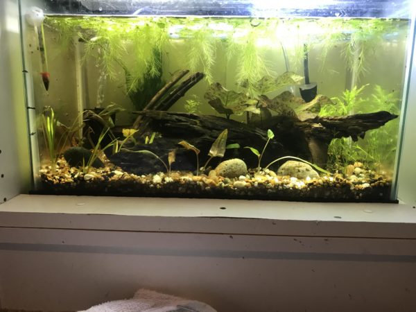 Cryptocoryne Wendtii Tank Size and Specifications