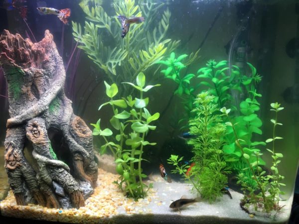 Different gravel size in tank