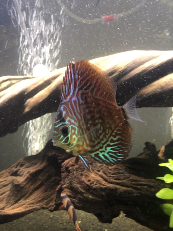 Discus Care and Tank Set-Up 