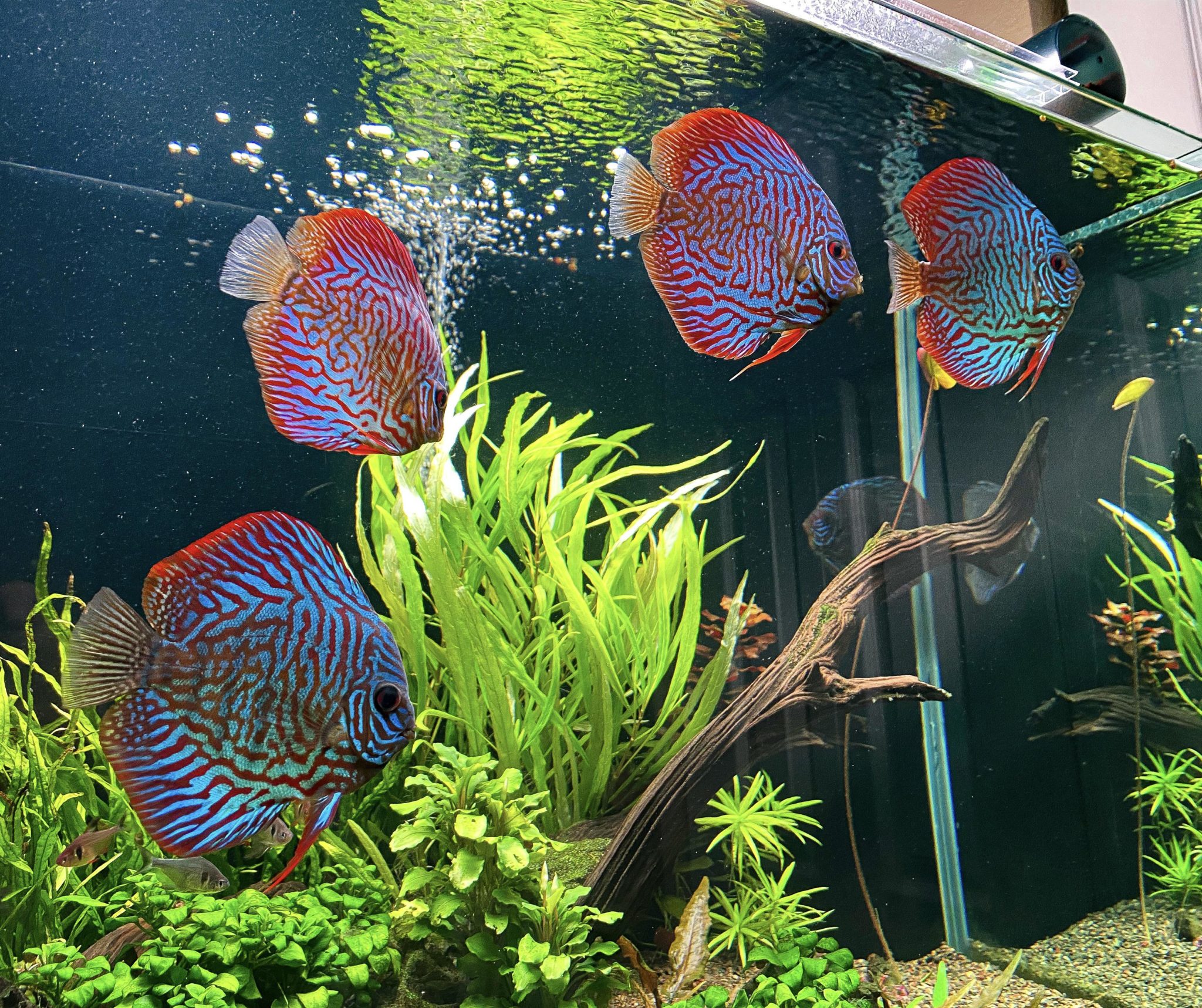Discus Fish : Complete Guide to Care, Breeding, Tank Size and Disease ...