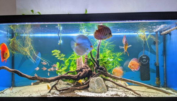 Discus Tank Size and Specifications 