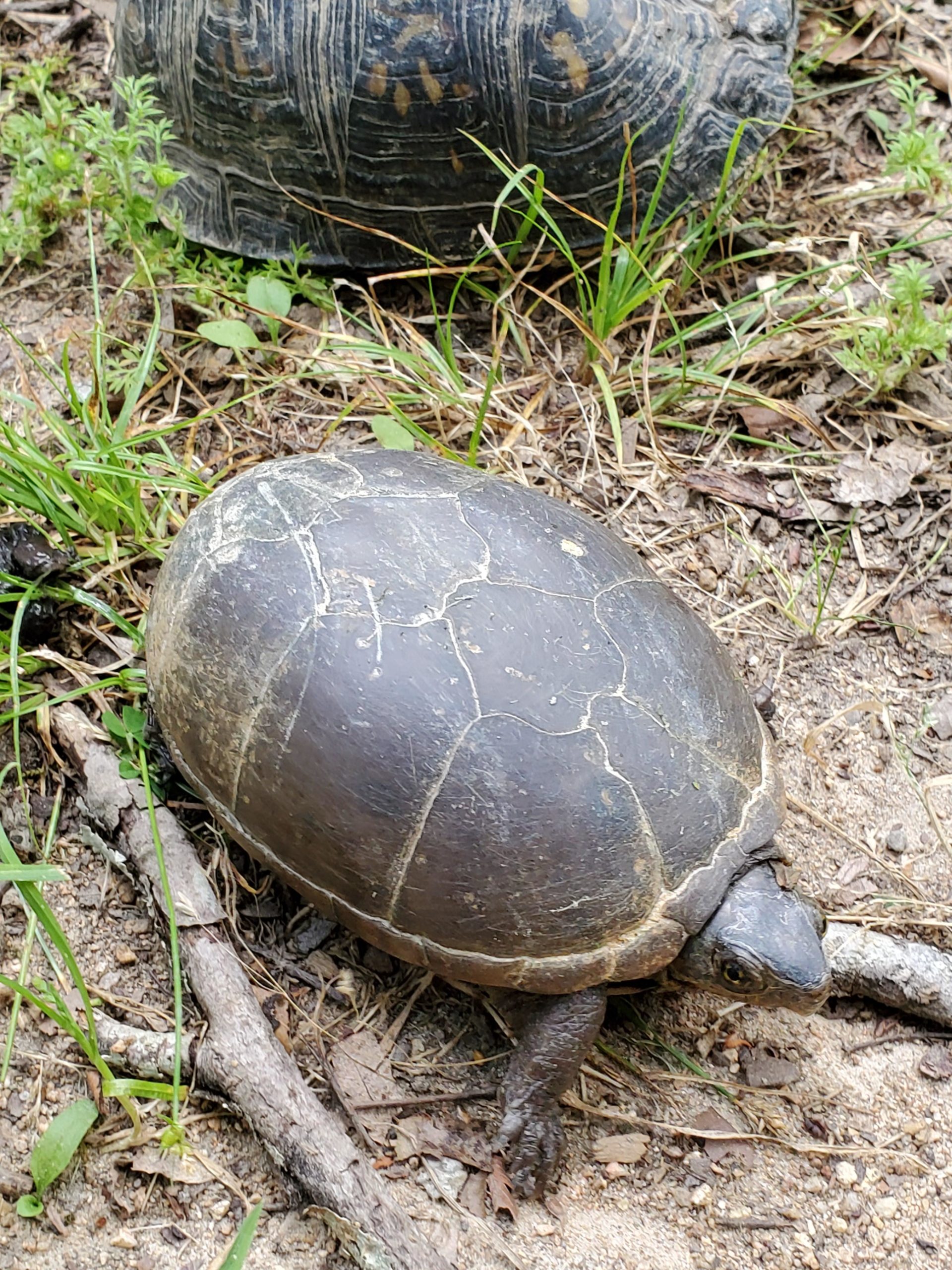 Mud Turtle Care 101 Complete Guide to Tank Size, Breeding, and Disease The Aquarium Guide