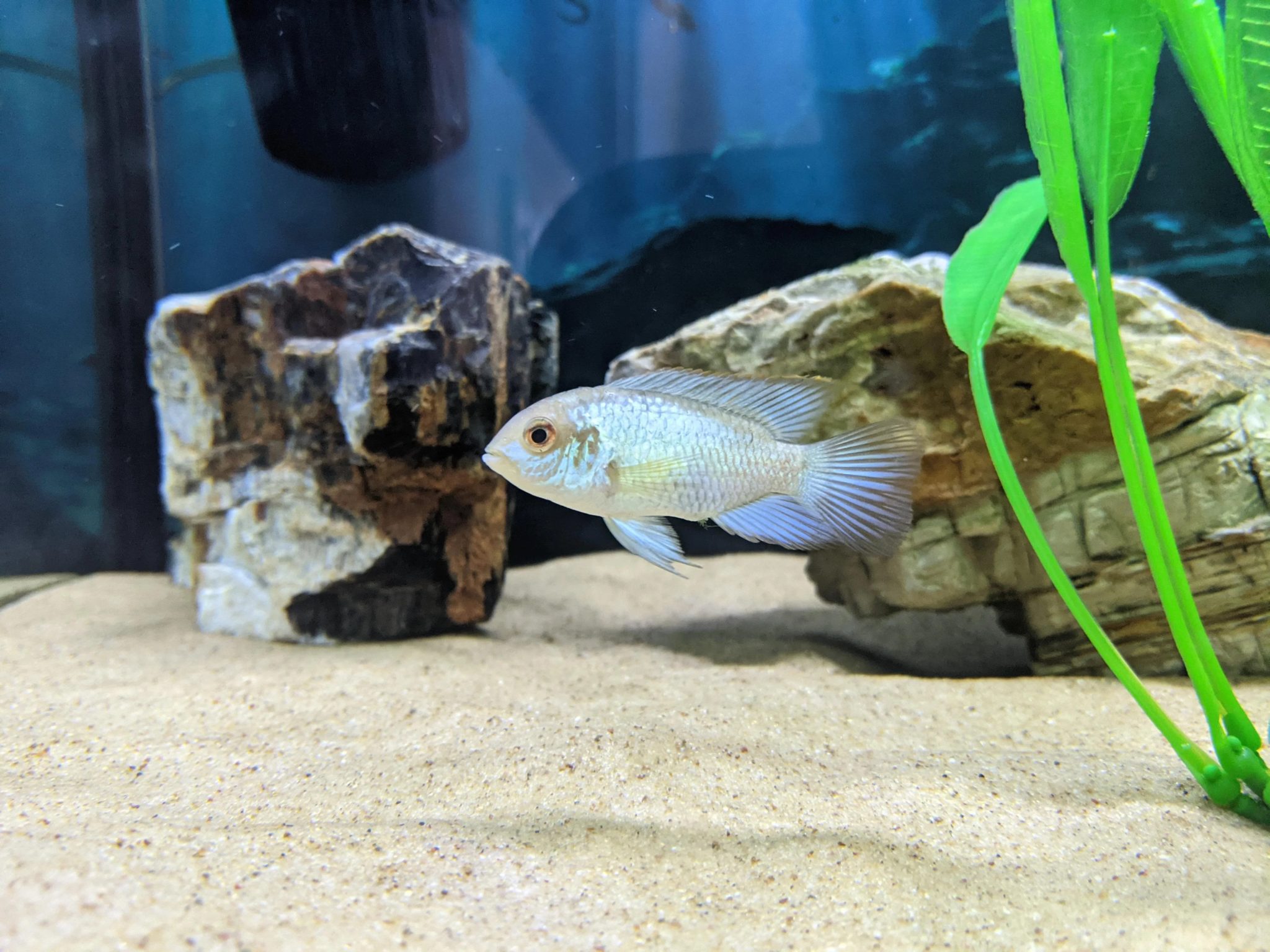 Electric Blue Acara Care Guide, Breeding, Tank Size & Disease