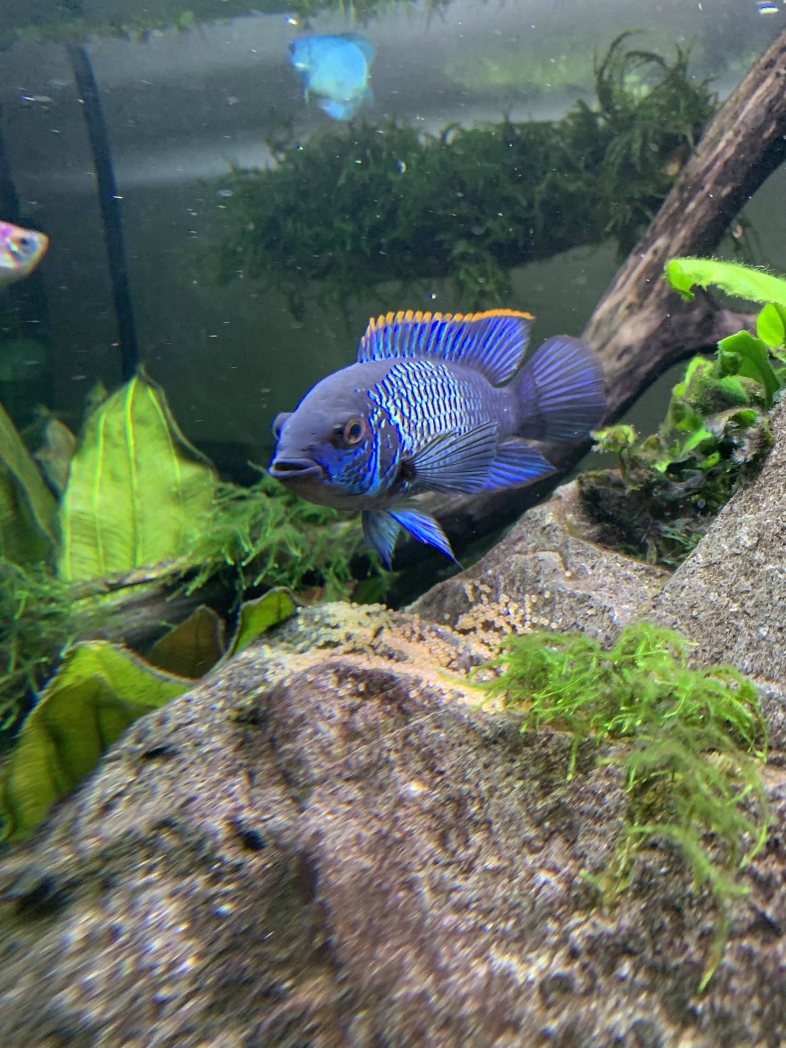 Electric Blue Acara Care Guide Breeding Tank Size And Disease 5149