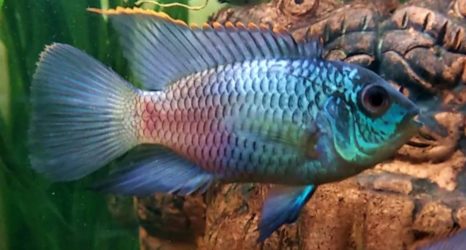 Electric Blue Acara: Care Guide, Breeding, Tank Size & Disease