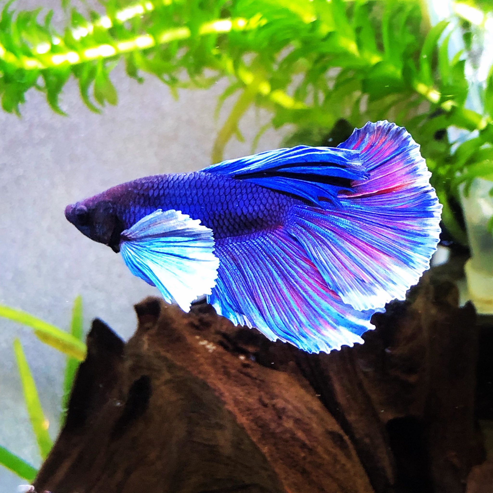 Elephant Ear Betta Care Guide: Diet, Diseases, Tank Set-up and More ...