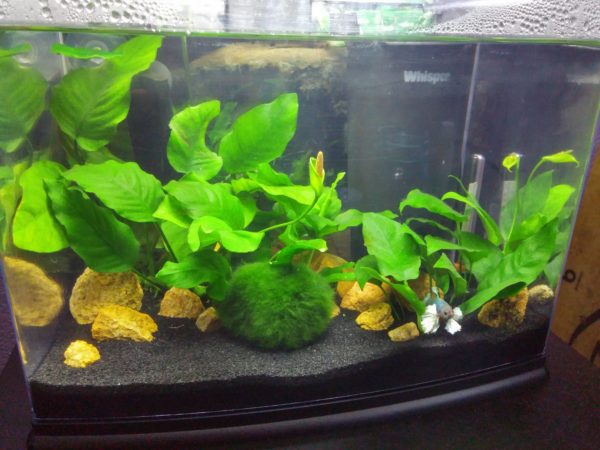Elephant Ear Betta Fish Tank Size And Specification