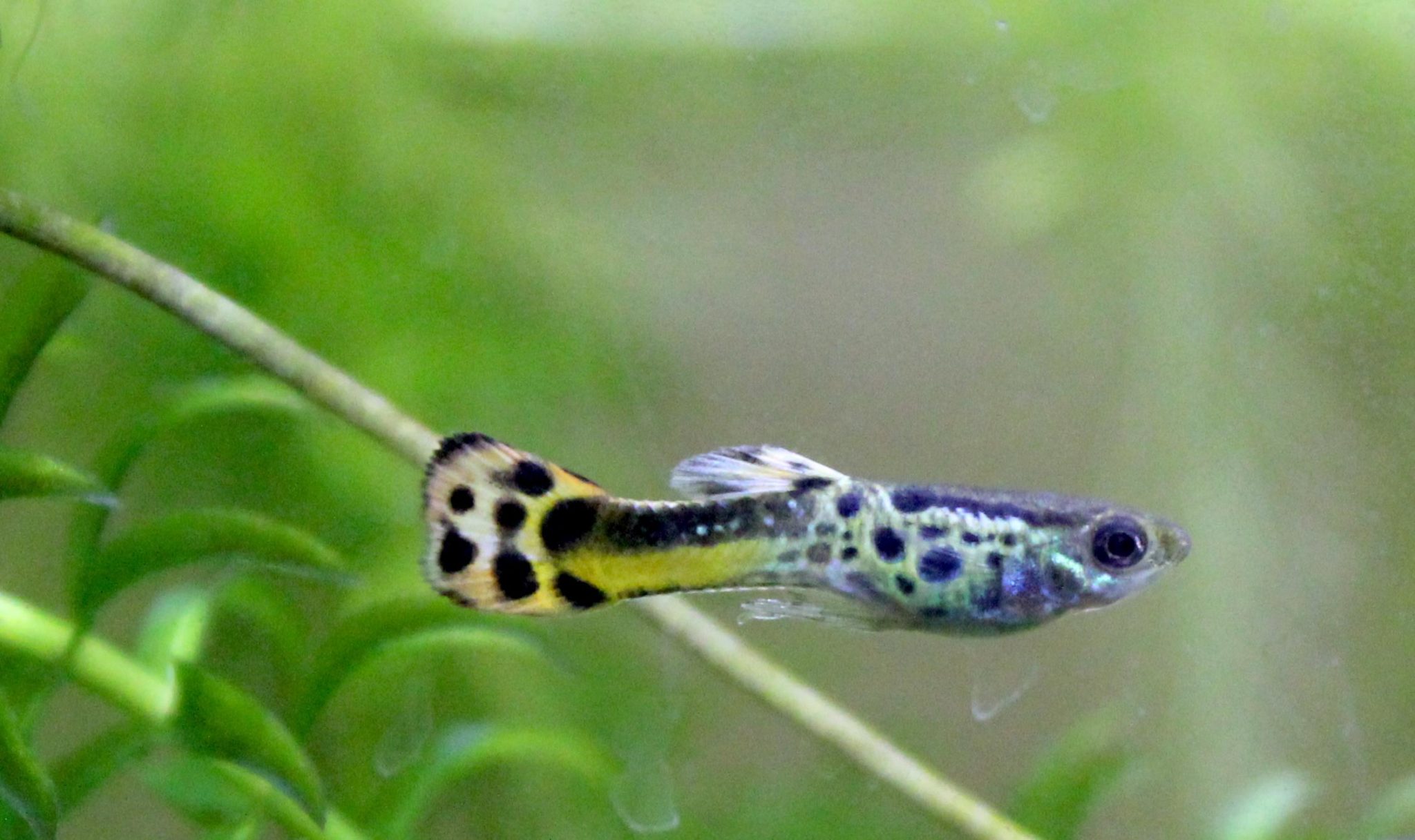 Nano Fish: The 5 Best for Small Aquariums - The Aquarium Guide