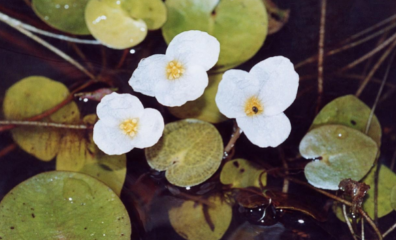 European Frogbit