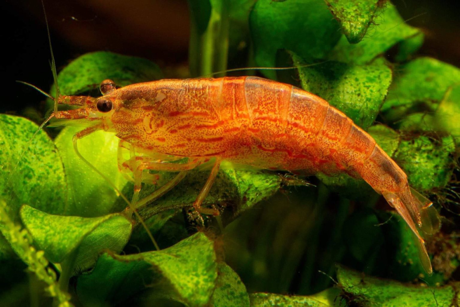 Amano Shrimp Complete Guide on Breeding, Disease, and Care The