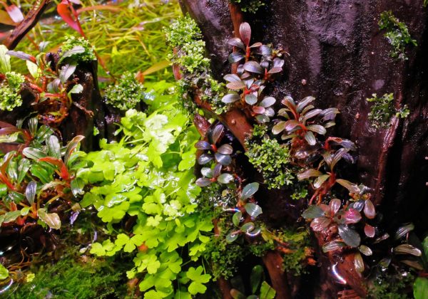 Facts About Bucephalandra