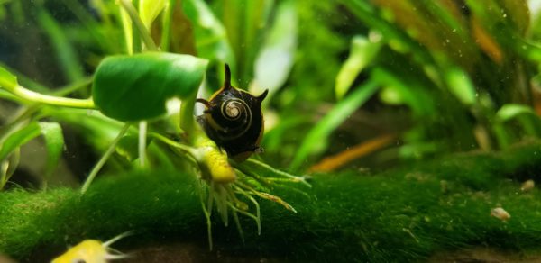 Facts About Horned Nerite Snail