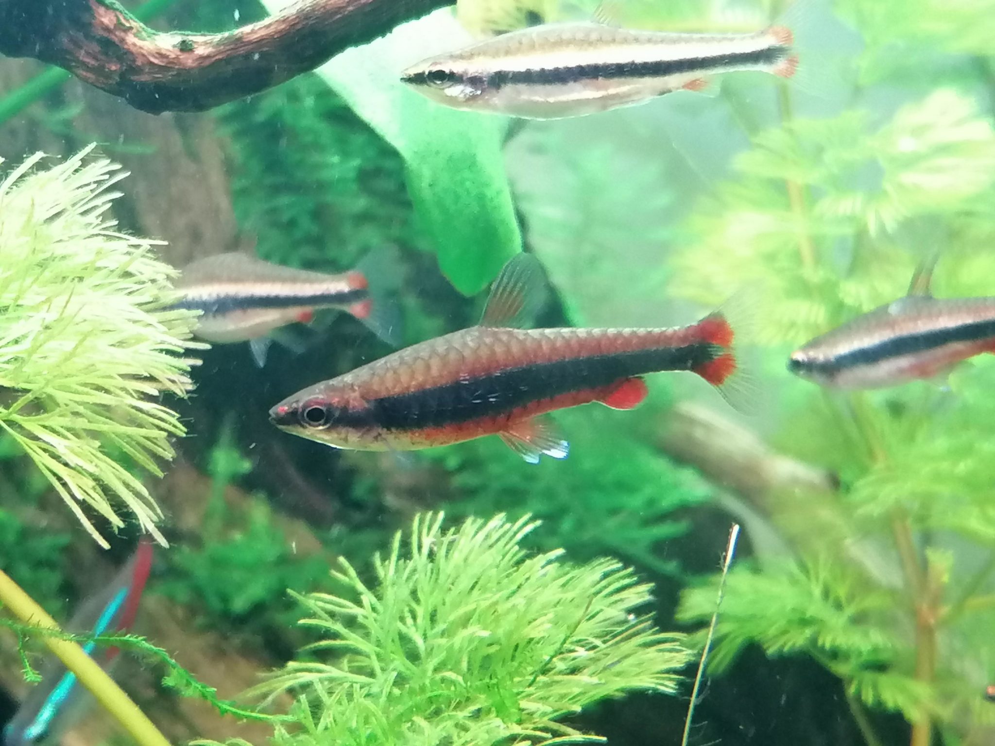 Pencilfish : Full Care Guide, Breeding, Tank Size and Disease