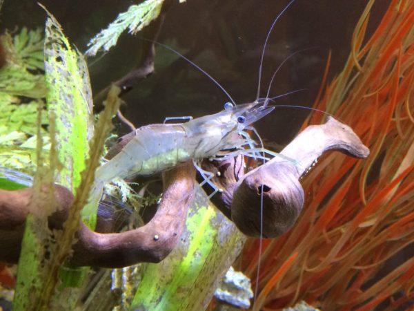 Facts About Whisker Shrimp