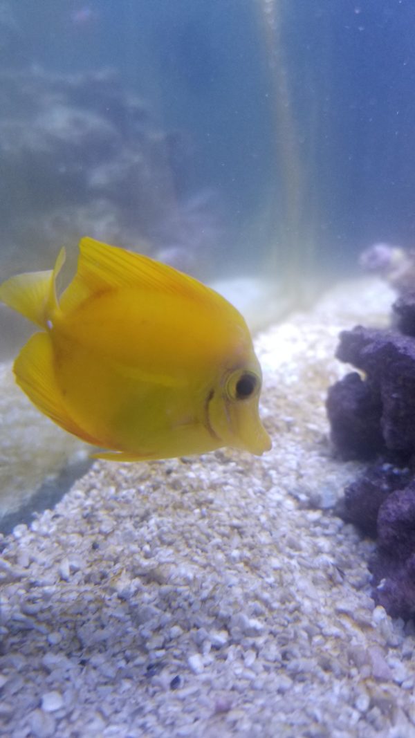 Facts About Yellow Tang