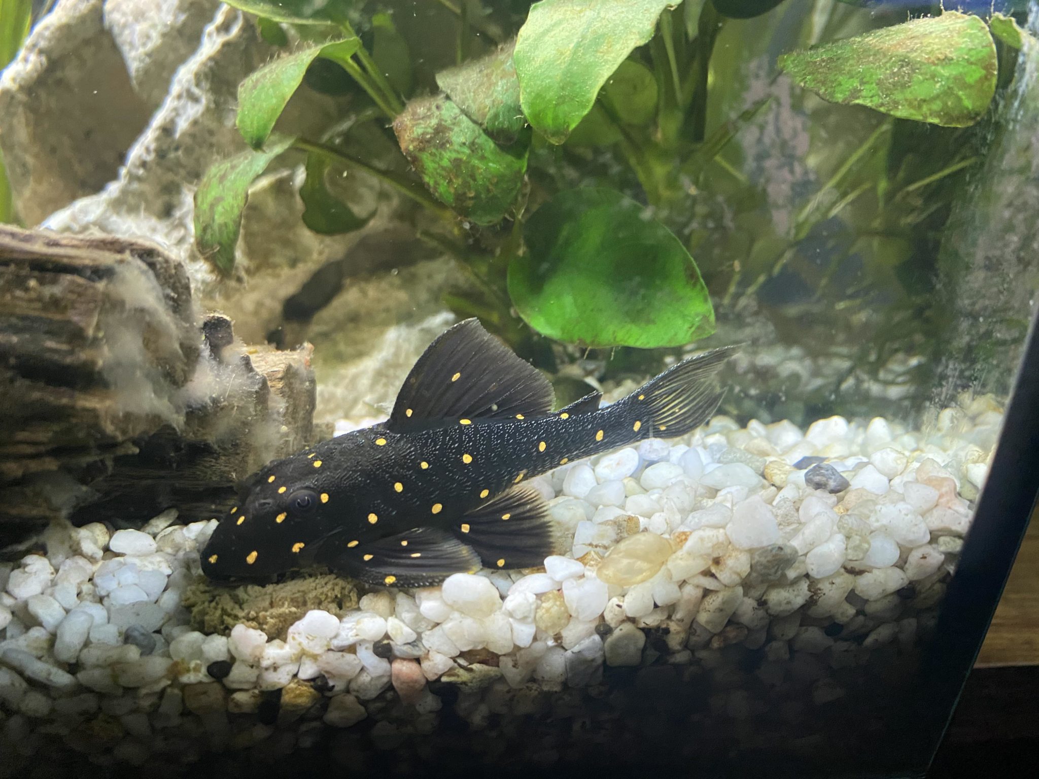 Hypostomus Plecostomus: Care Guide, Breeding & Tank Size