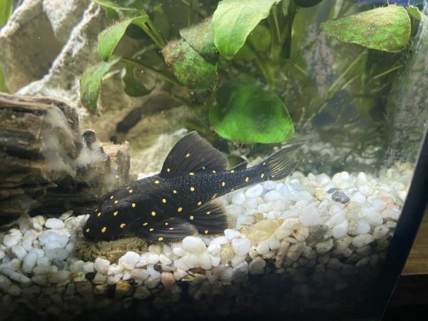 Facts about Hypostomus Plecostomus