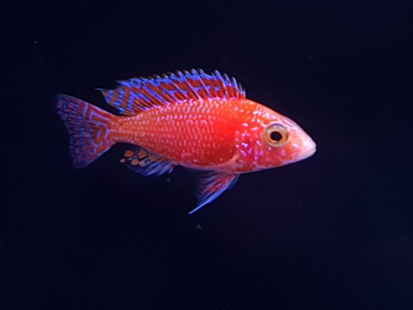 Facts about Peacock Cichlids 